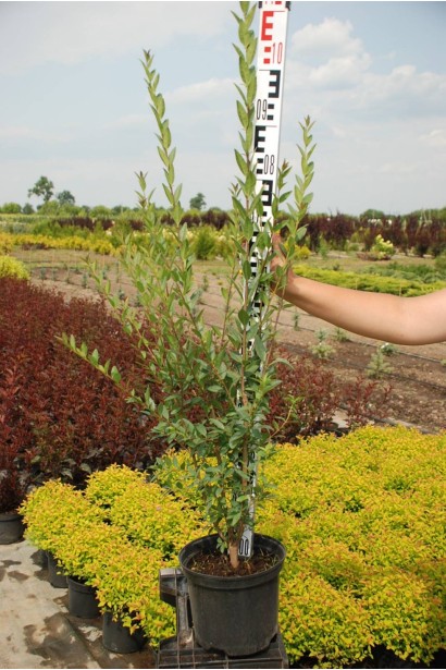 Бирючина звичайна Атровіренс - 5л/вис.40-60см/Ø30-35см